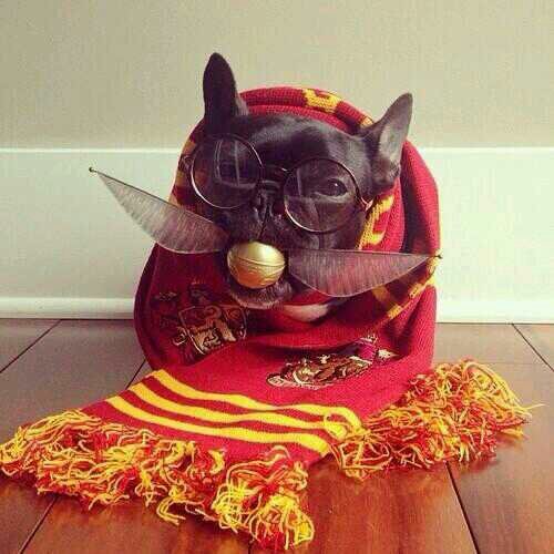 Total fan of everything harry potter :) and a hufflepuff