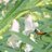 naturesfarming's profile image