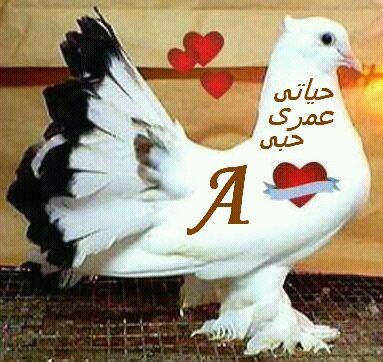 050104115's profile picture. 