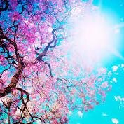 SpringSmoothie's profile picture. 