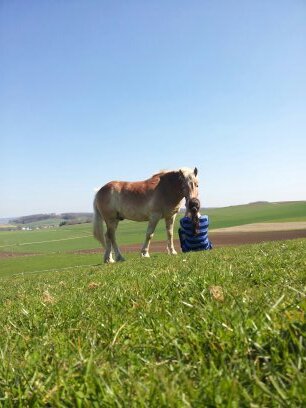 I Love my Horse / FC Bayern München*-*