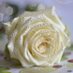Maha al.thweny (@mthweny) Twitter profile photo Maha al.thweny (@mthweny) Twitter profile photo