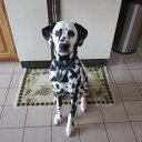 karen covert - @dalgal14 - Twitter