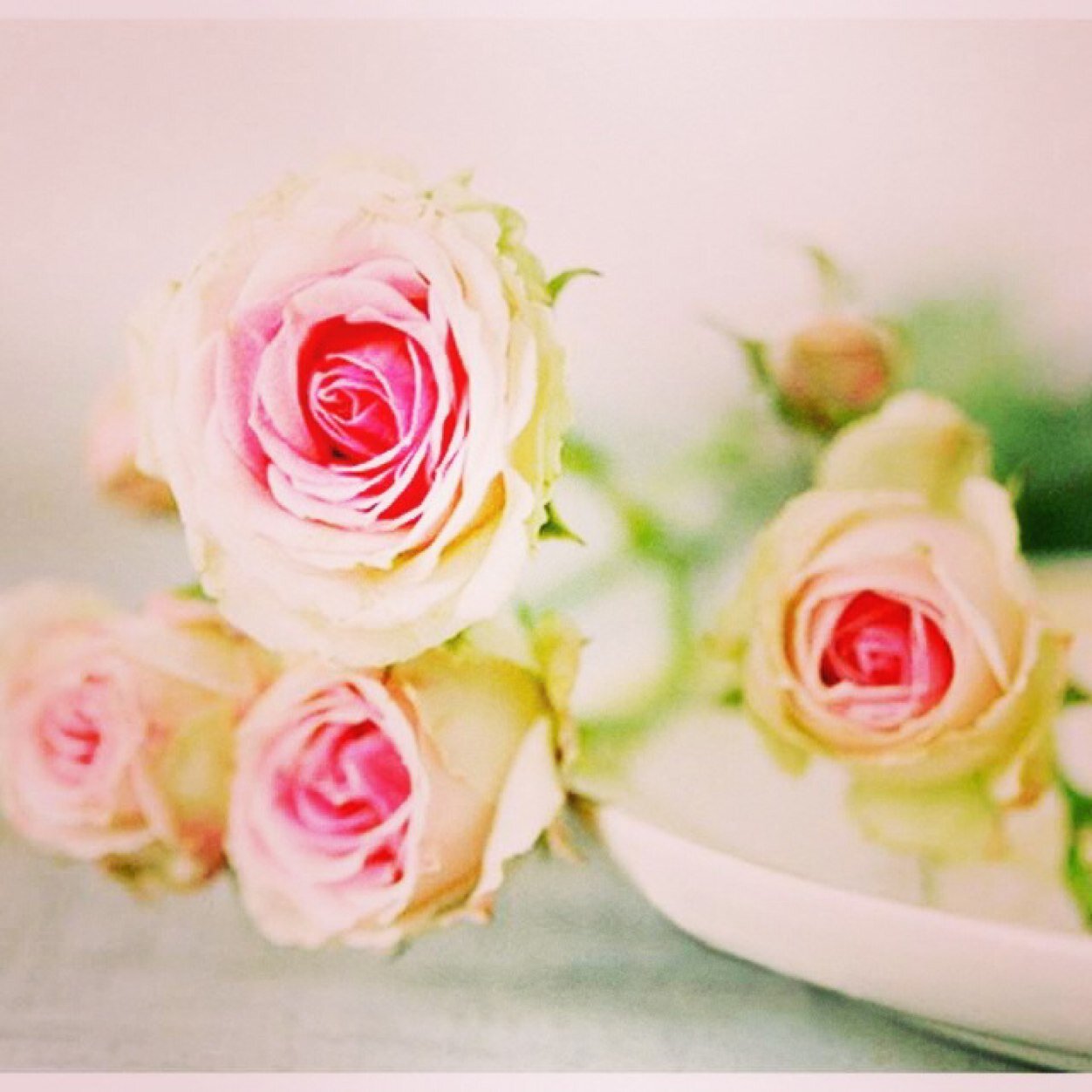 HolisticBeautyC's profile picture. Holistic Beauty Therapist|Fashion Obssesed|Organic|Herb&PlantBased|AnimalFree Testing|SuitableForAll|EnquiresEmailMe holisticbeautyco@gmail.com