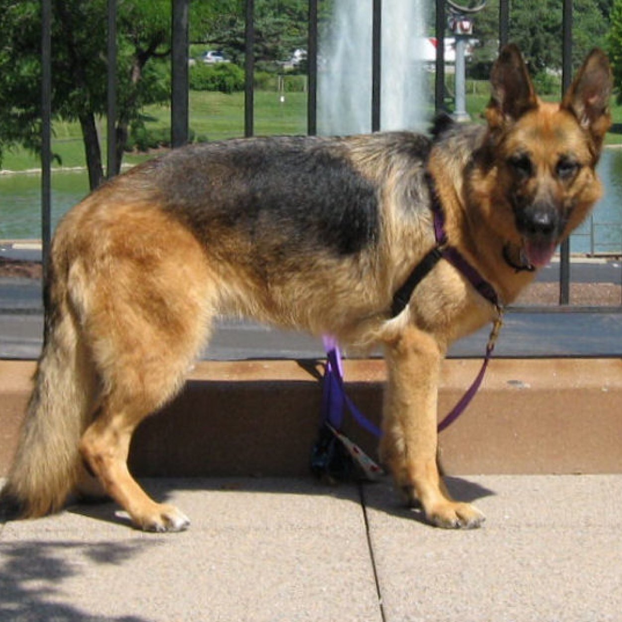 Im Ruby a loyal,strong,beautiful and smart german shepherd, I am working for the police force. Friendly she-dog a bit of wolf in me. Shire pack|true heart club