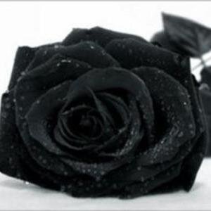 Claudia23442401's profile picture. 