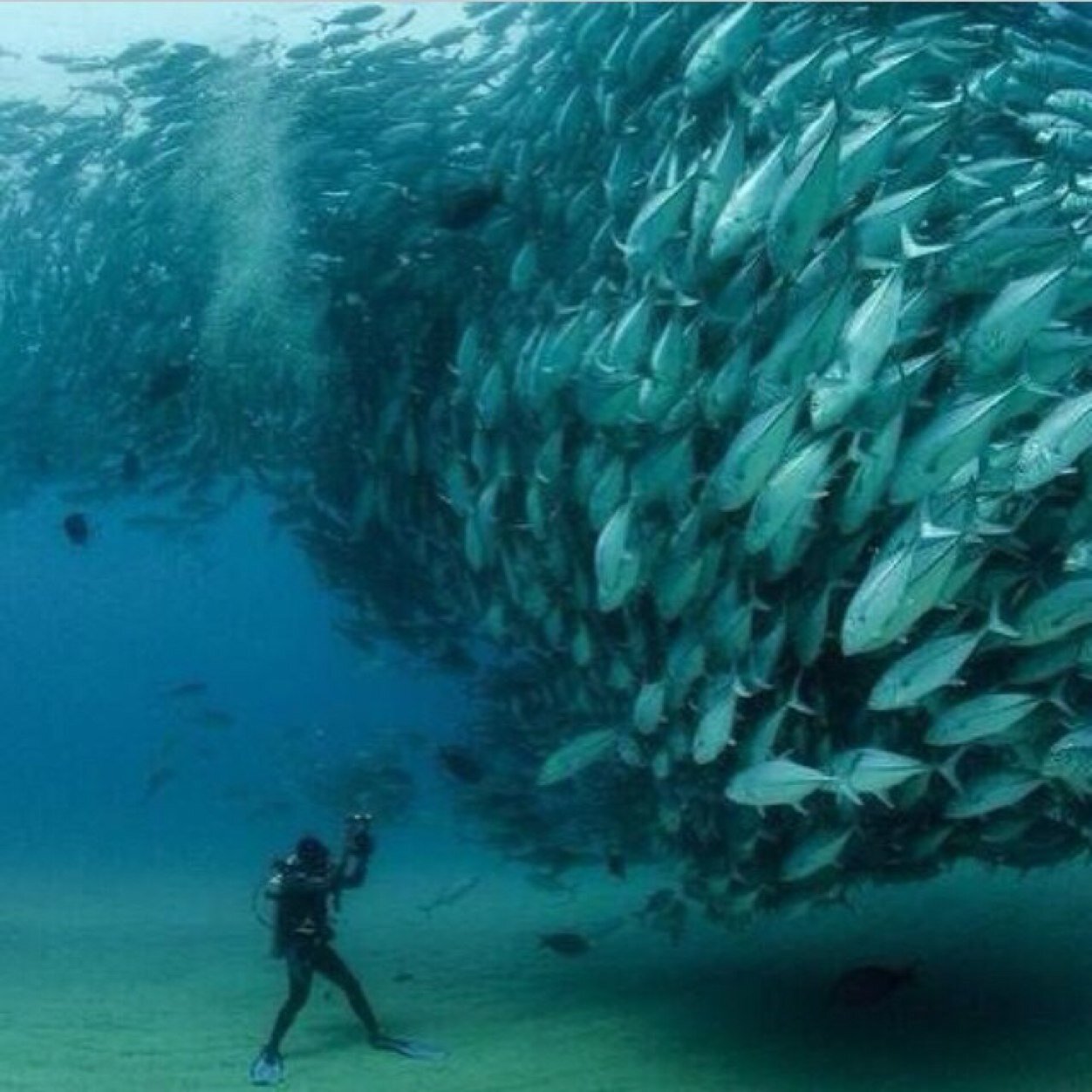 ribrha's profile picture. 