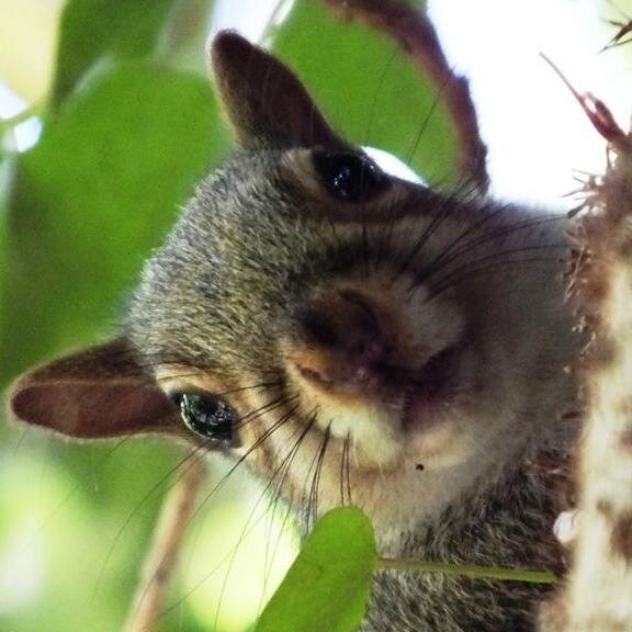 a account just set up for the wildlife around thurrock essex tweet your sightings and photos also can contact me via thurrock0rob