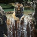 Nicolas Ho - @Sidesmite - Twitter