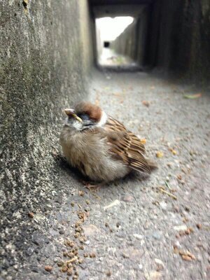 動物好きの暇人。