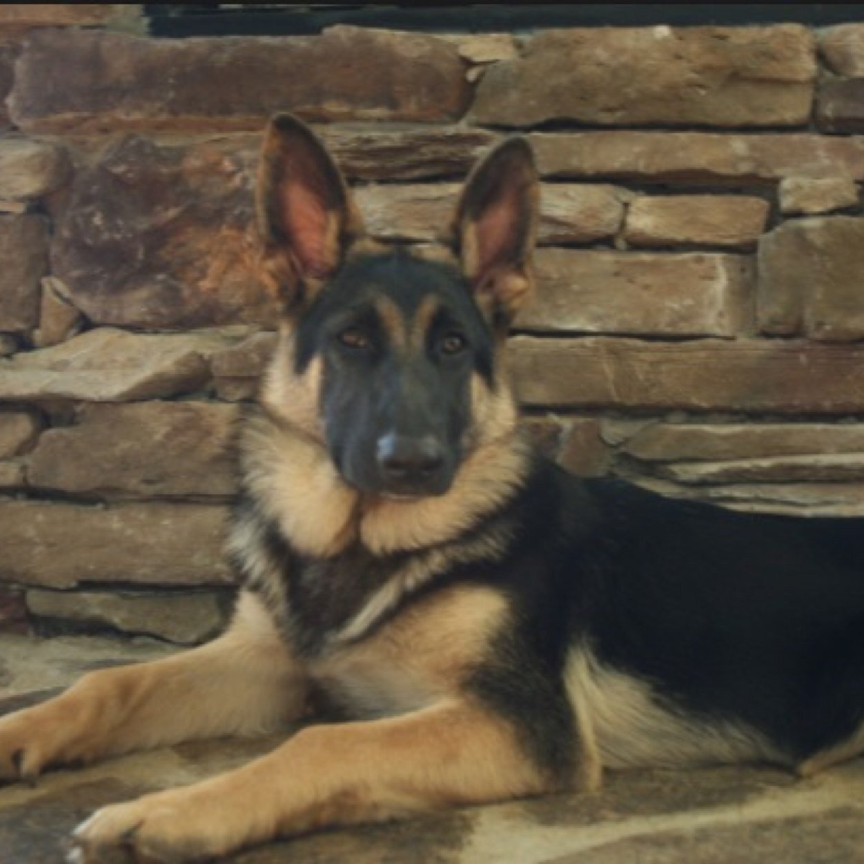 Im Max, a Brave,Awesome,Loyal,Smart and of course handome german shepherd dog. I work for the search and rescue group. #True hearts club. Shire Pack
