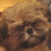 Chacal (@chacal_poa) Twitter profile photo