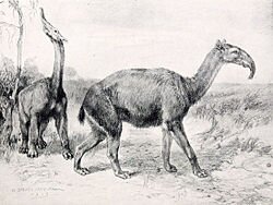 sasà