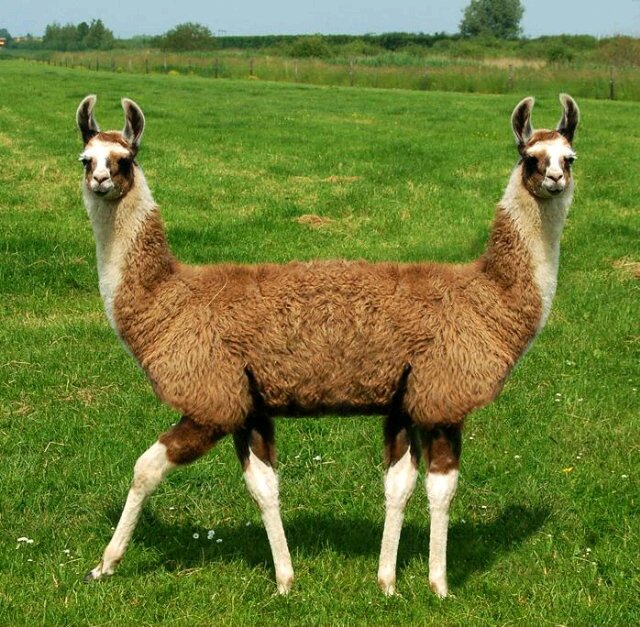 The Calmer Llama