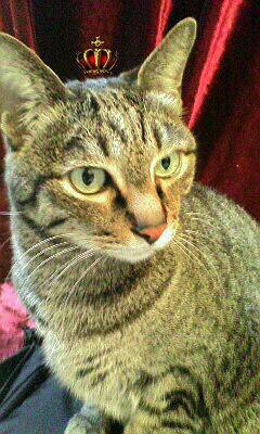 tanglintanglin's profile picture. ピザ