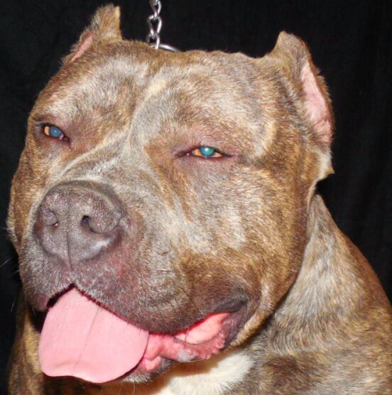 989bulliesJay's profile picture. 