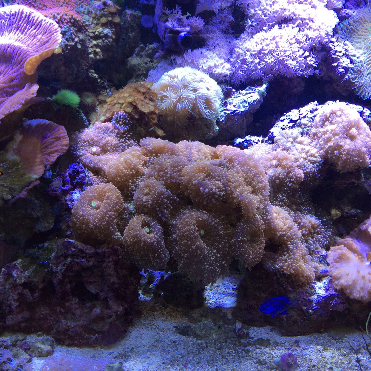 On the corner of Armenia and Waters in Tampa, FL. Saltwater, Freshwater, Aquariums, Supplies, Koi, Corals and so much more. In Business since 1997.