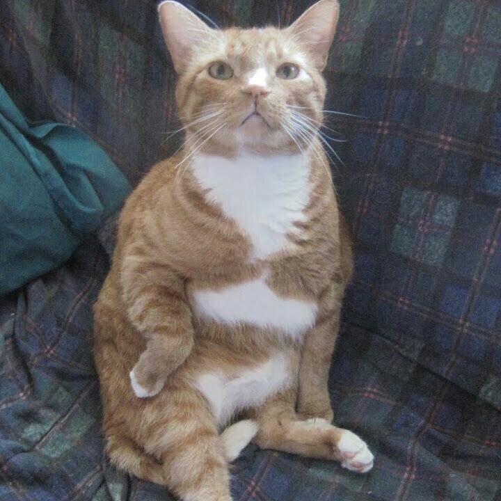 VFrohman's profile picture. 