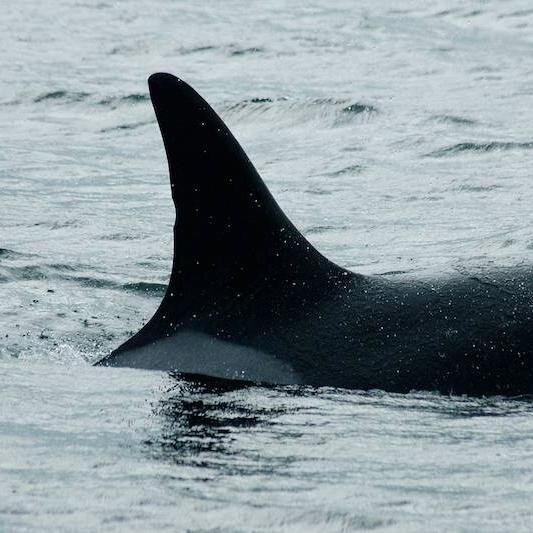 J2Granny's profile picture. Matriarch of the Southern Resident Killer Whales - account dedicated to spreading factual information Granny and other orcas. Account run by @monikaw.