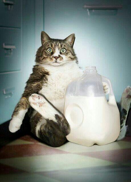 EL_Tobias's profile picture. Beefcake hero!