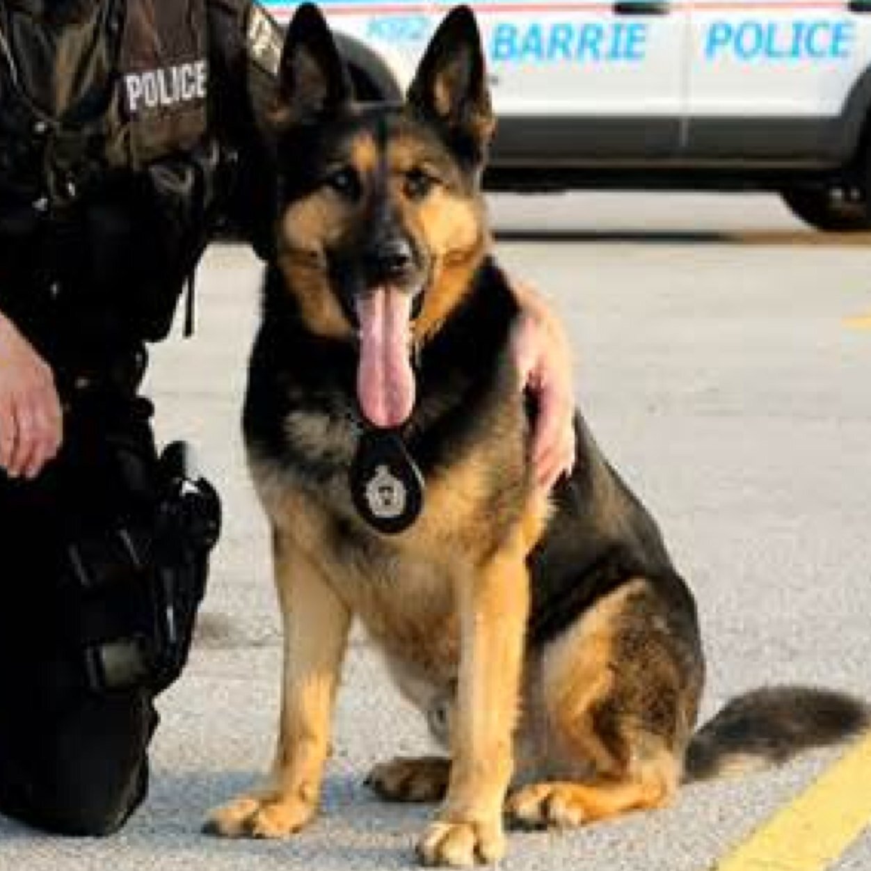 My names Nash and I'm the guard dog for @theyllalldie my partner/handler is Luca Me and him are now in the police force together Brother @Artful1_Dodger