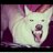 QUIEROLOBOS's profile image