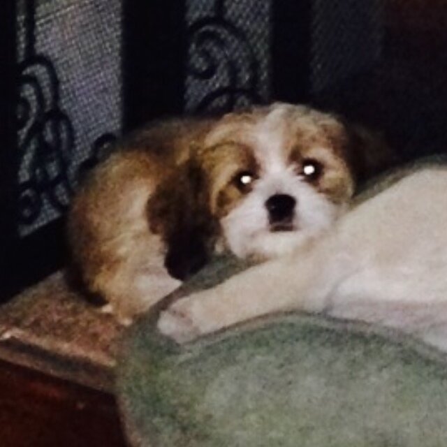 Operatic dog. Archer.