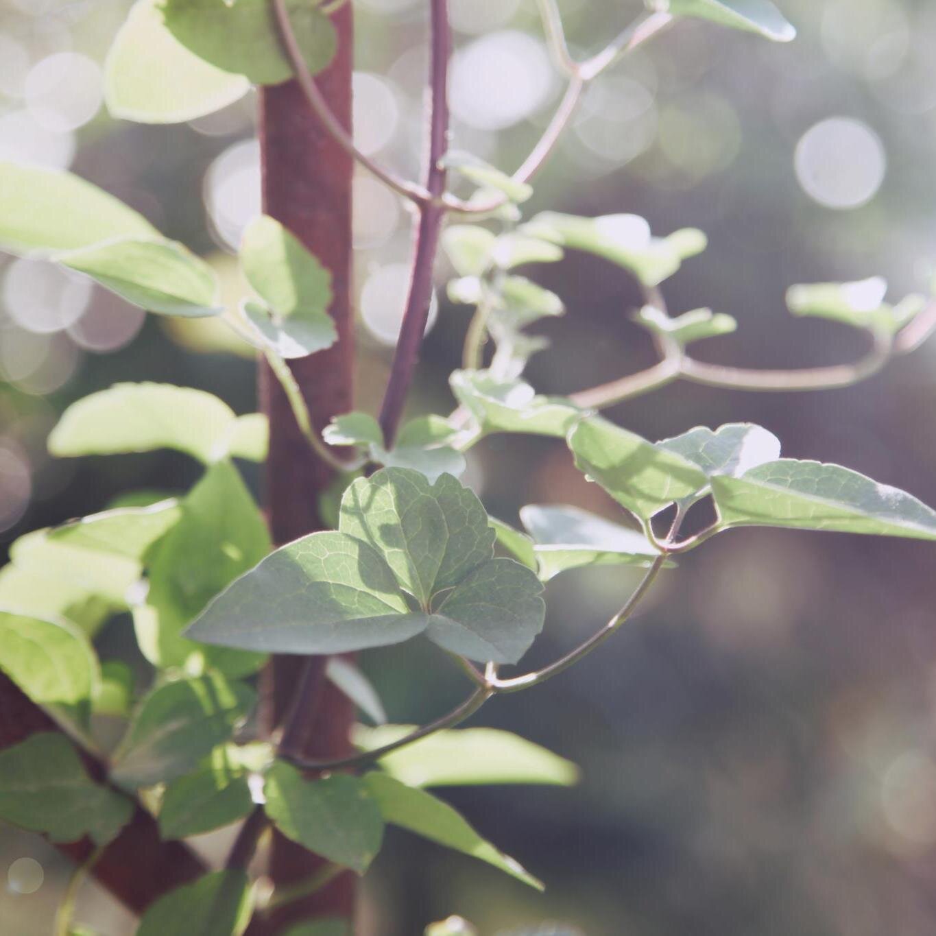 VisualPoetryCo's profile picture. free photoshop actions, presets and more. and the home of @schatzphoto's blog