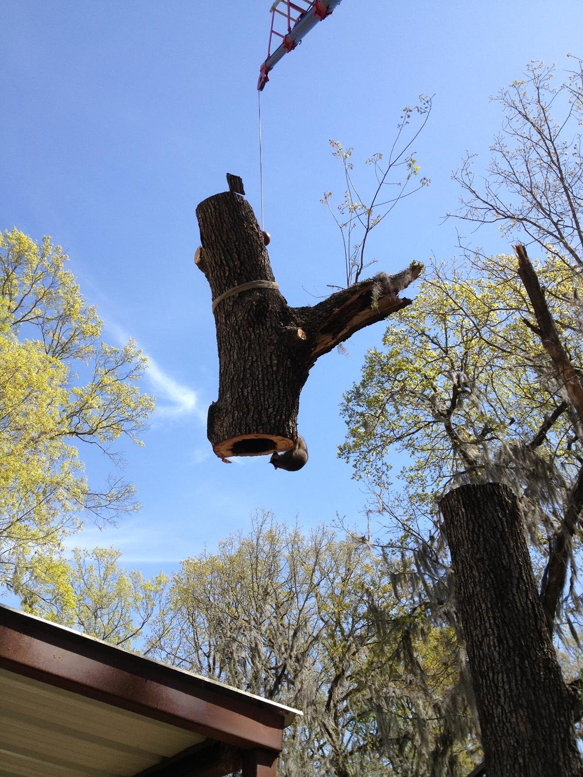 Tree Care Expert in Lake Bistineau, Haughton, Minden, South Bossier Area - Louisiana