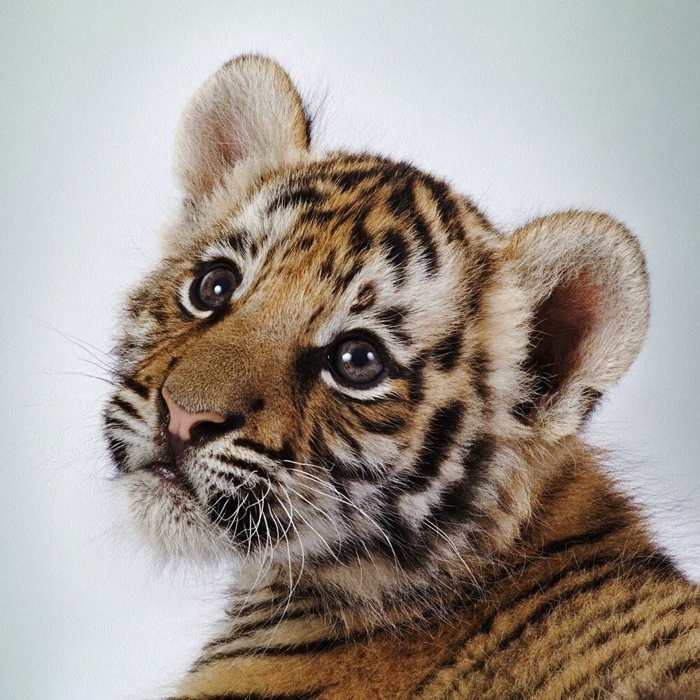 Follow For The Cutest Baby Animals - EVER