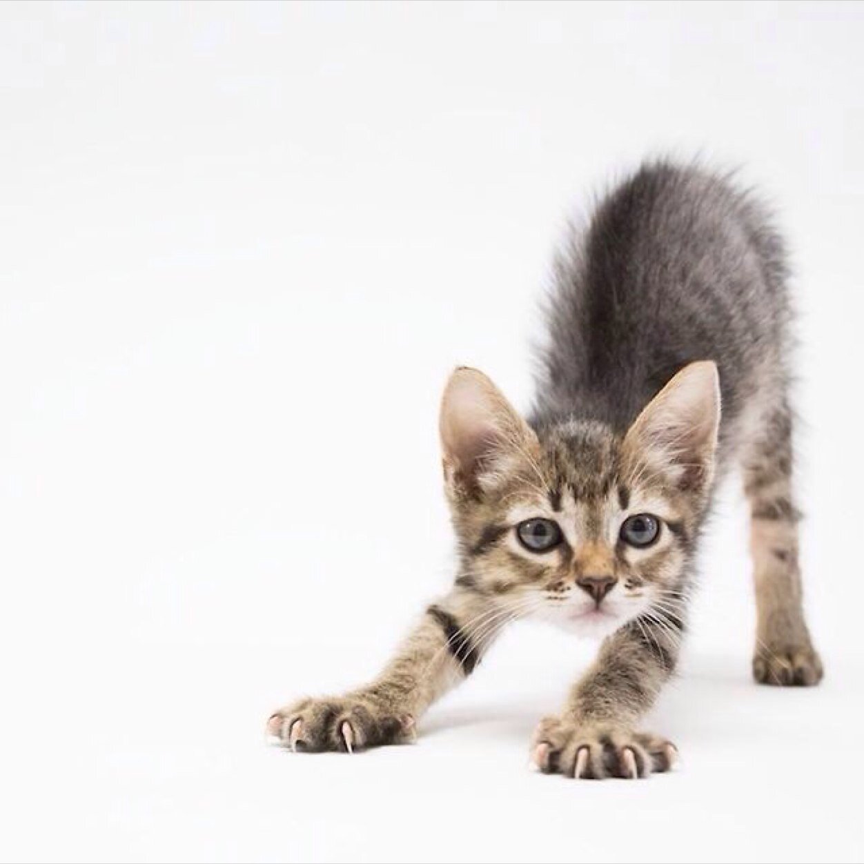 Things that make you go: Awwwwwwww