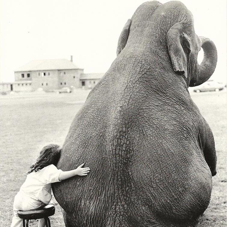 Pachyderm Productions