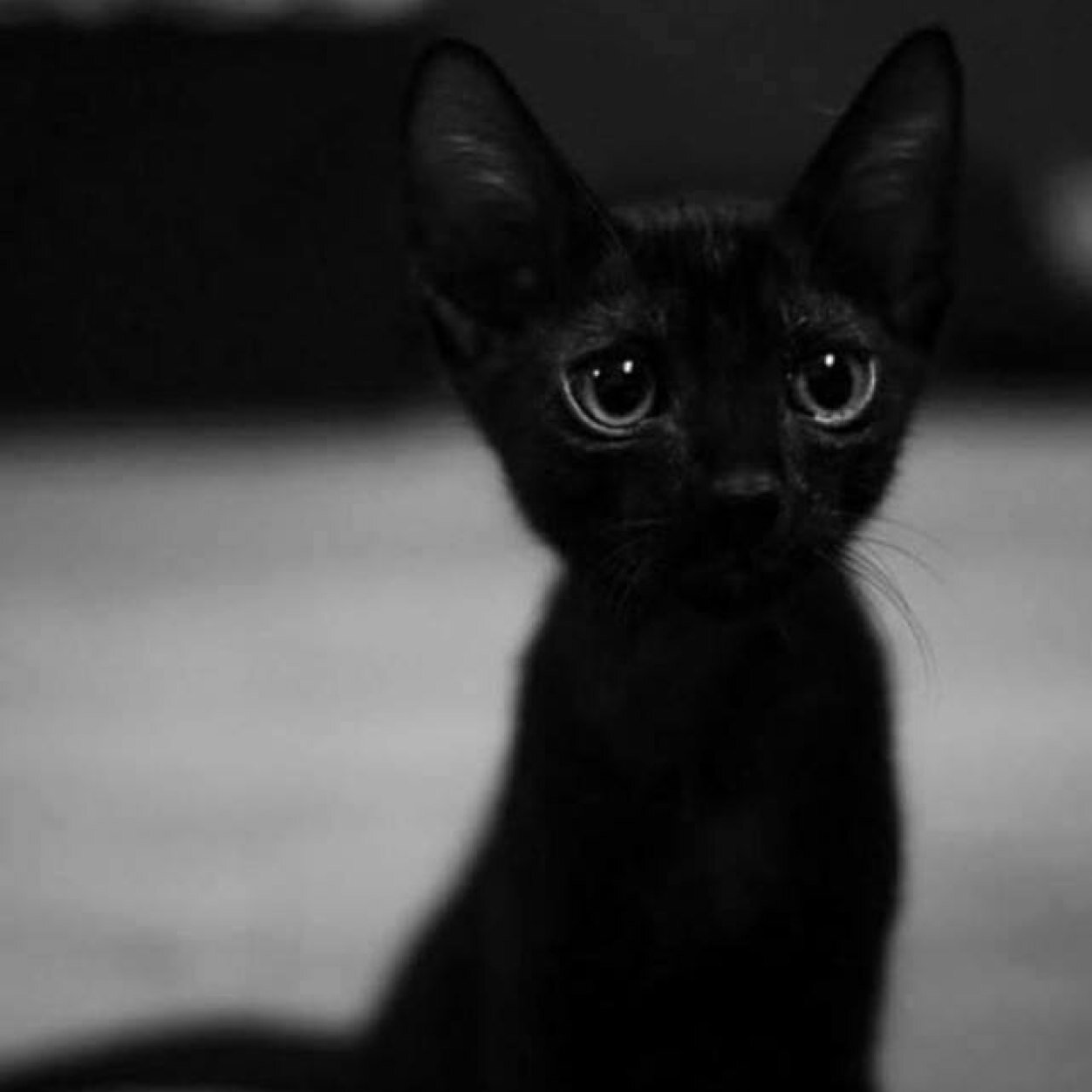 GmNivek's profile picture. 