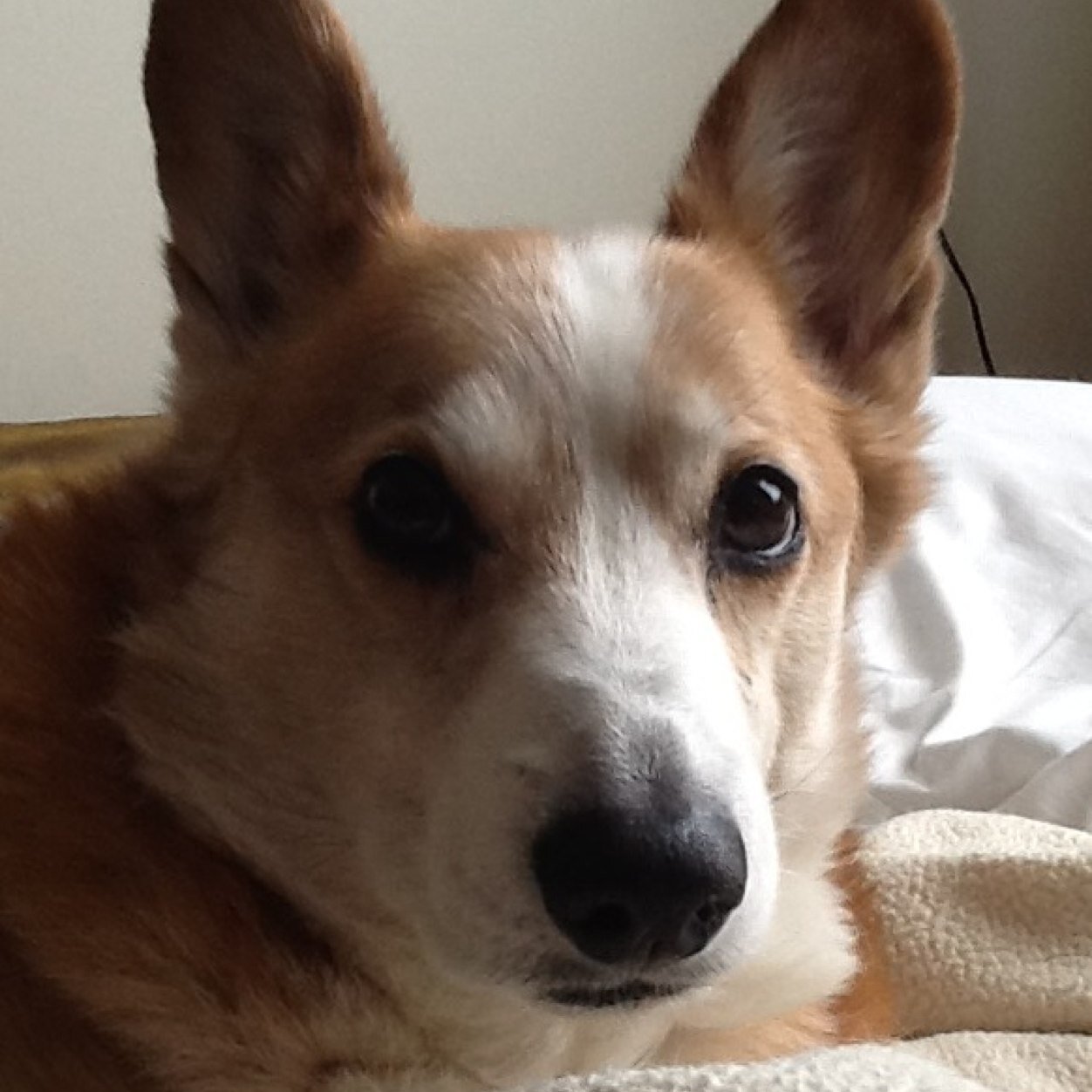 I am a 13-year-old sable PWC owned and loved by Jimmy and Cheryl