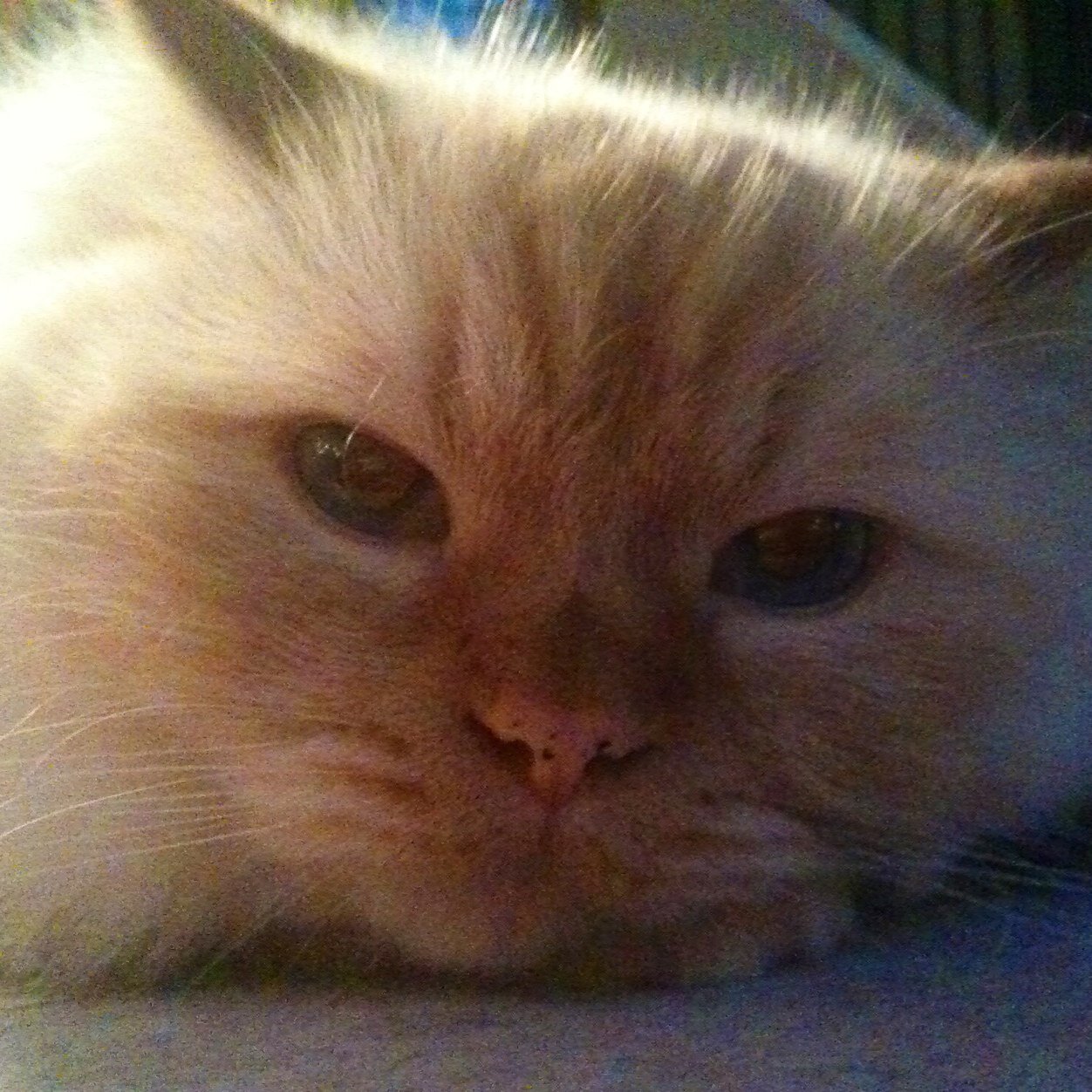 Catnip enthusiast, Bird call expert, Wannabe mouse hunter, Extreme nap practitioner, Rug and upholstery deconstruction artist, Lover of fish flakes.