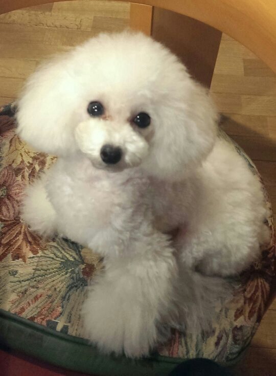 Yoshikun_m's profile picture. 元調理師、今は販売員⁉ 調理師に戻るか検討中！！ 華の独身、まっしぐら？？