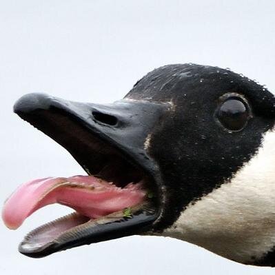 MichaelTheHairy's profile picture. 