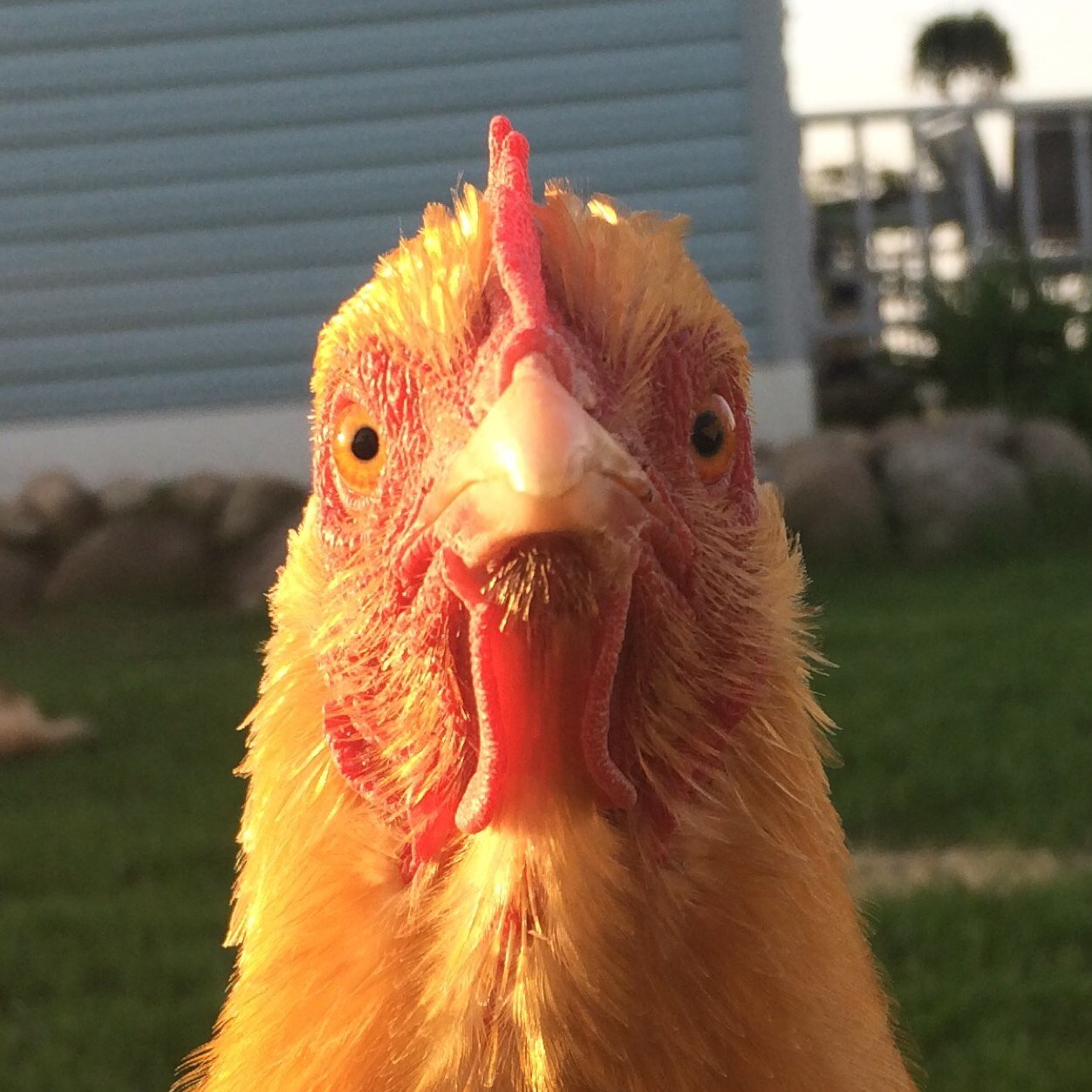 Novice Hobby Farmer and Writer