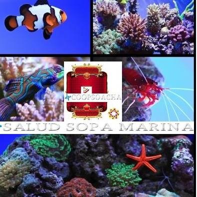 PROVEEDORES DE AGUA DE MAR, SOLUCIÓN INTEGRAL A LA NUTRICIÓN Y SALUD DE SUELOS, CULTIVOS, ANIMALES Y HUMANOS http://t.co/E9ekxyDtbq http://t.co/avNpLa7awh