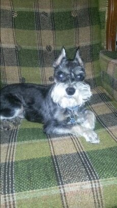 I am a 8-9 year old Blind , Diabetic Miniature Schnauzer and  my Mommy and Daddy Took Me In Off  The Streets