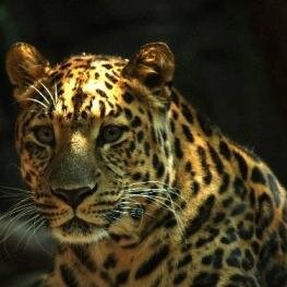 Fun ways to help animals.  #troubledbiologist #nature #conservancy #environment #biology #biologist #sustainable #green #science Money raised goes 2 @nature_org