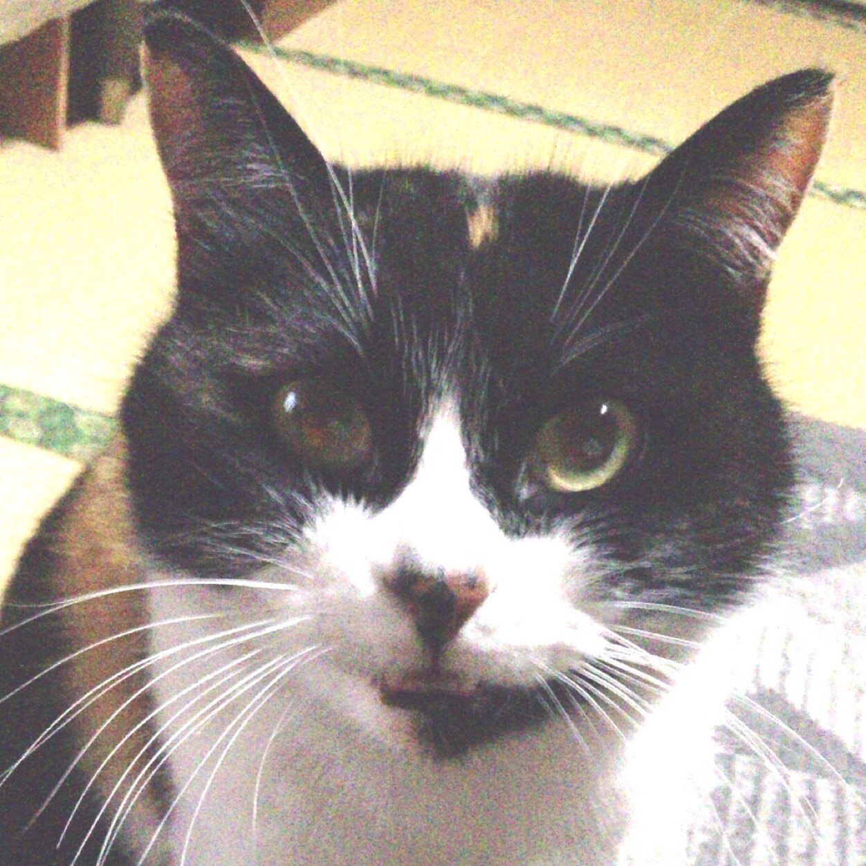 Shinotchさんのプロフィール画像