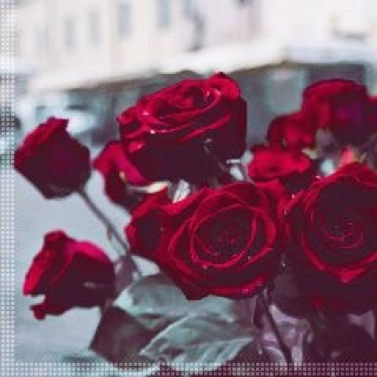 صور ورد الروز