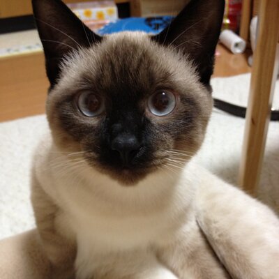 びすけす
