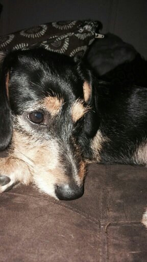 Little Weinie tweeting about my little weinie