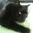 catmadpat's profile image