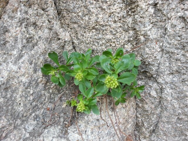 gospring06's profile picture. 낮은 곳에서 피는 작은풀꽃과 나무, 동물을 사랑하는 평범한anak