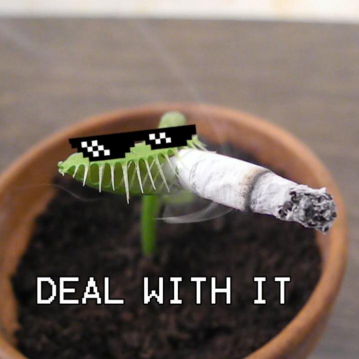 I make short films of me (Kluna) & Charlie my Venus Flytrap.
I show how I take care of Charlie by feeding him Chicken Wings, fried egg, cigarettes etc.