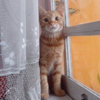 Cochipz's profile picture. Meeawww ♥