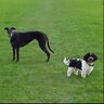 OllieSweep's profile picture. A simple chap.
Lover of understanding wife Anne.
A passion for Fairness, Retired Greyhounds, Real Ale, Cricket and Millwall (Season Ticket Blk 16). Enough said.